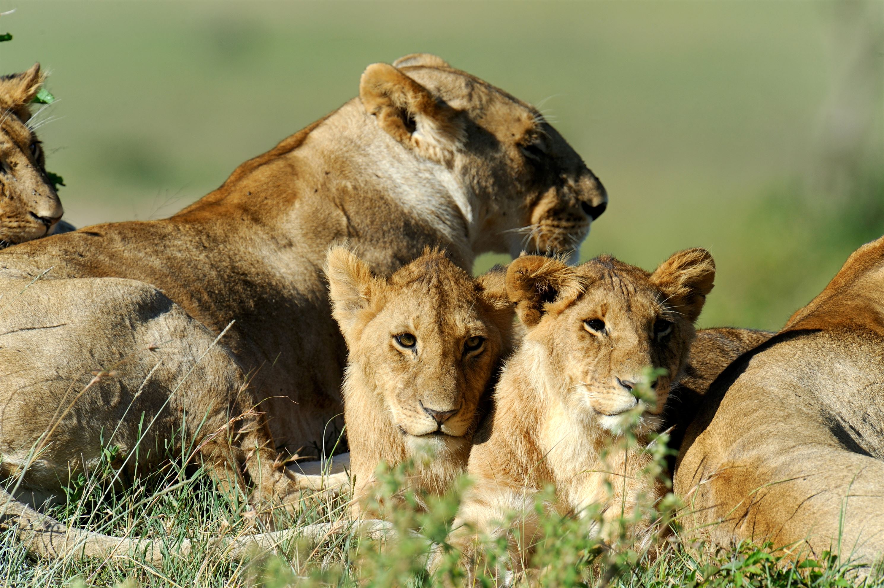 Lion in the grass of National park Masai Mara, Kenya