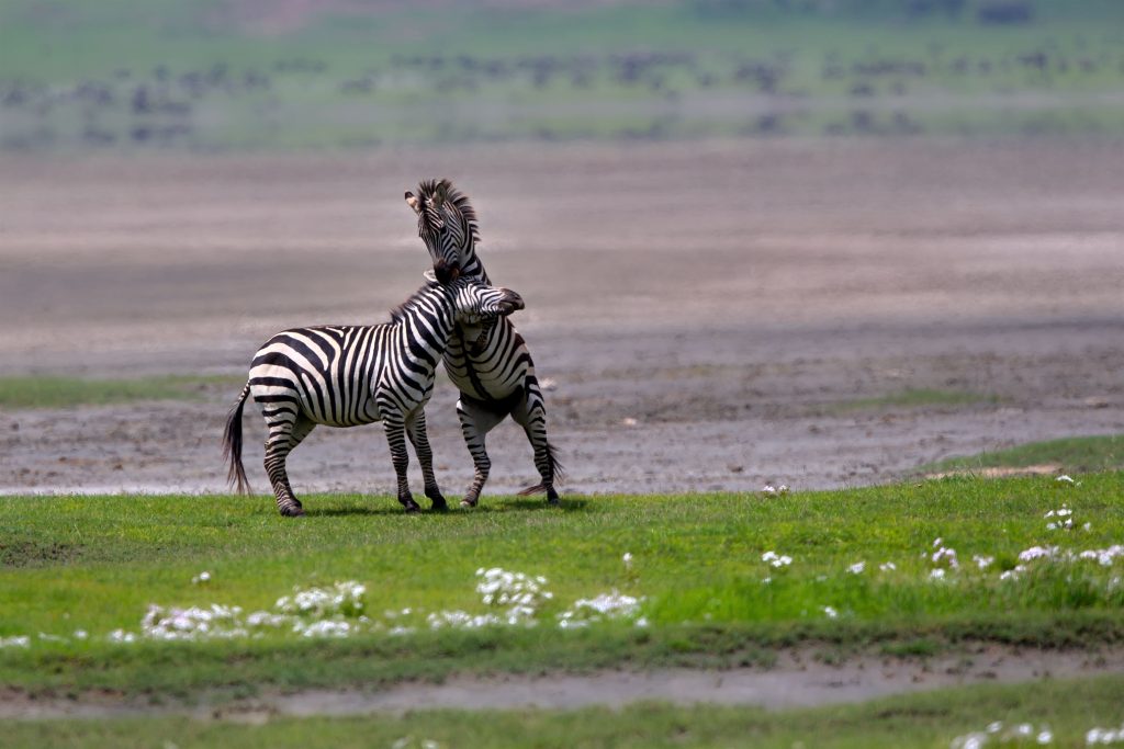 field-with-zebras-in-tanzania-during-daylight-2023-11-27-05-07-05-utc