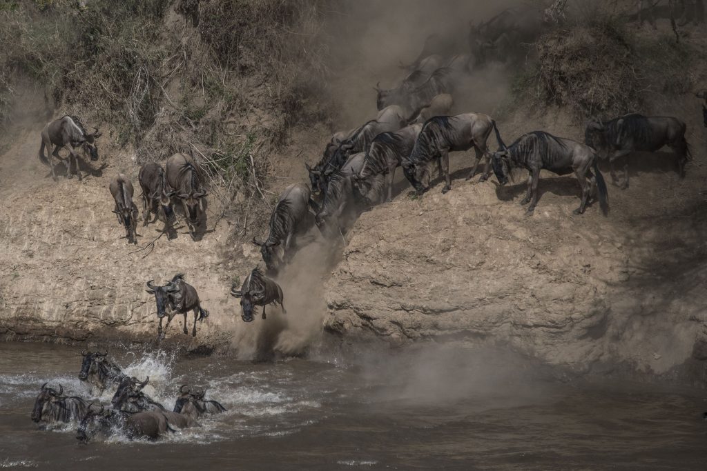 wildebeest-on-yearly-migration-launching-across-ma-2024-06-29-00-38-16-utc