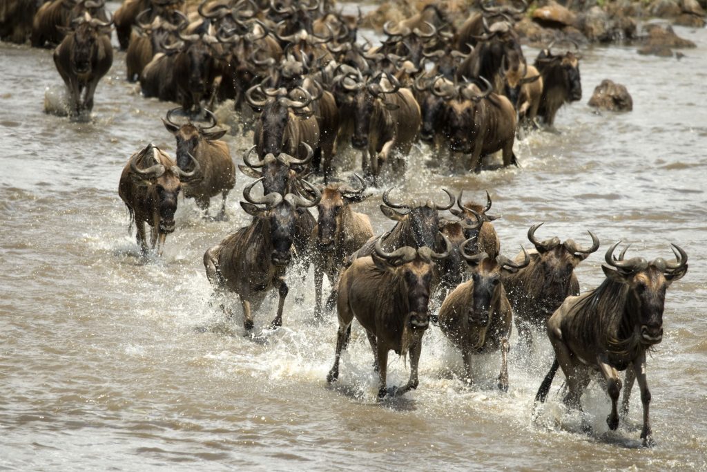 wildebeest-running-in-river-in-the-serengeti-tanz-2023-11-27-05-11-12-utc