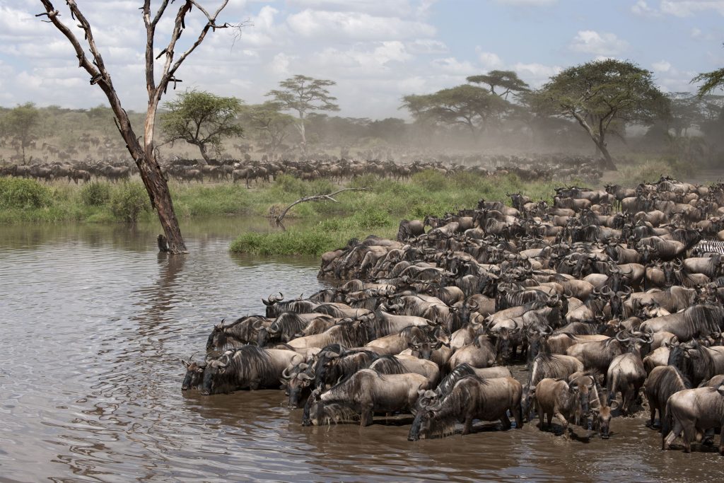 Zebras and Wildebeest at the Serengeti National Park, Tanzania, Africa