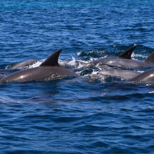 Mass Image Compressor Compressed this image. https://sourceforge.net/projects/icompress/ with Quality:80